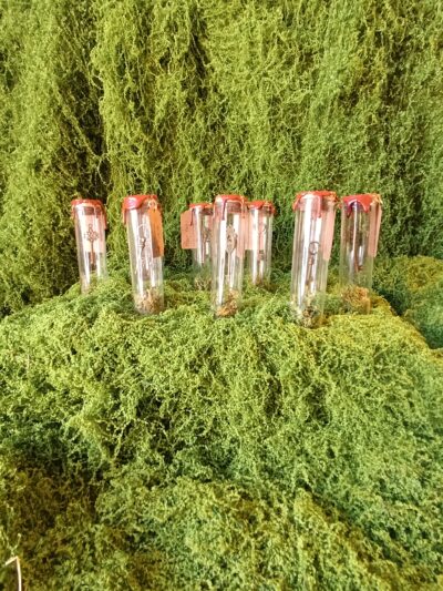 clé scellée des mondes cachés – relique du village du lys enchanté